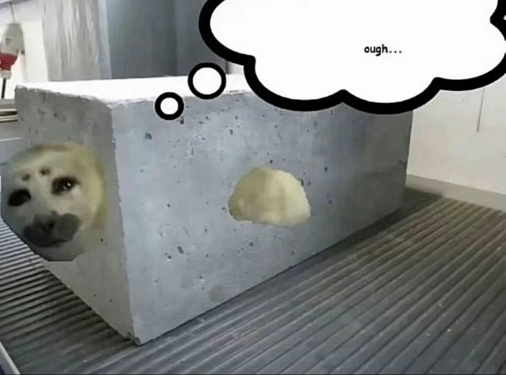 🫧SOGGY CAT FINNEY 🫧 🏳️‍⚧️🏳️‍🌈 🦭LOVE NIKO❤️🦭 tweet media