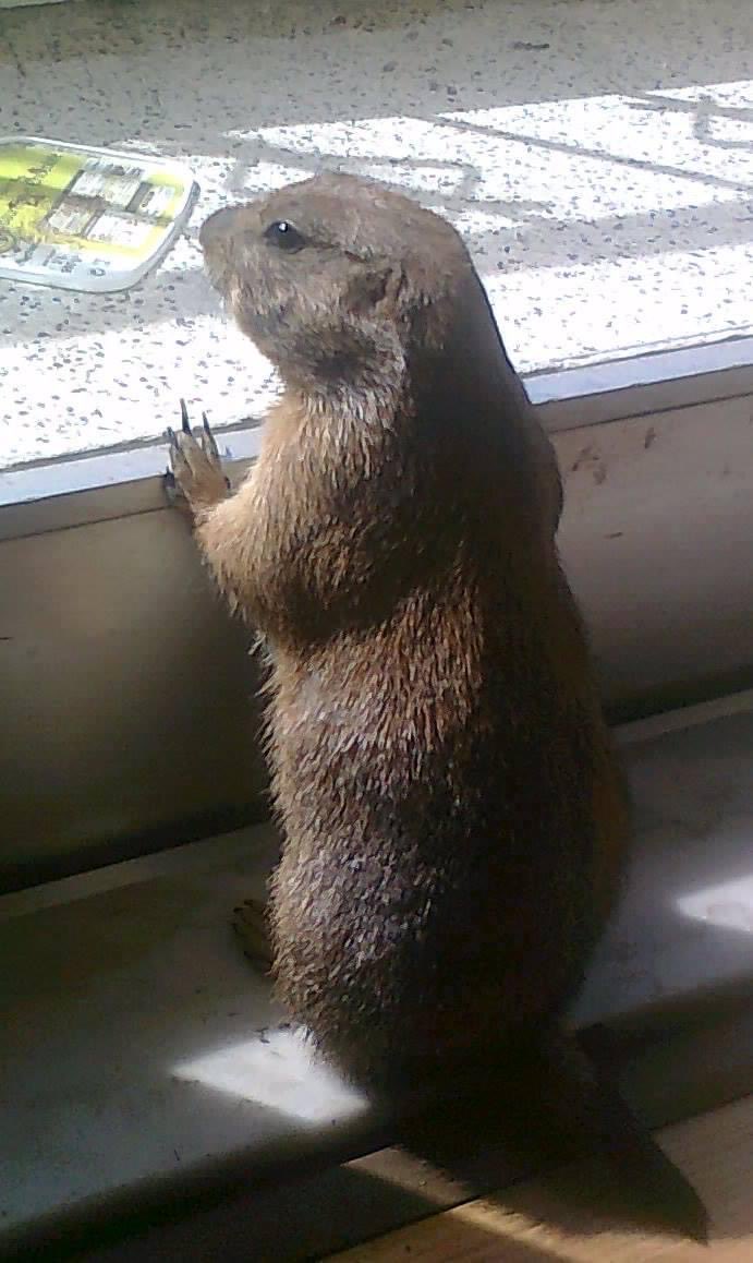 FREE_WITCH tweet media