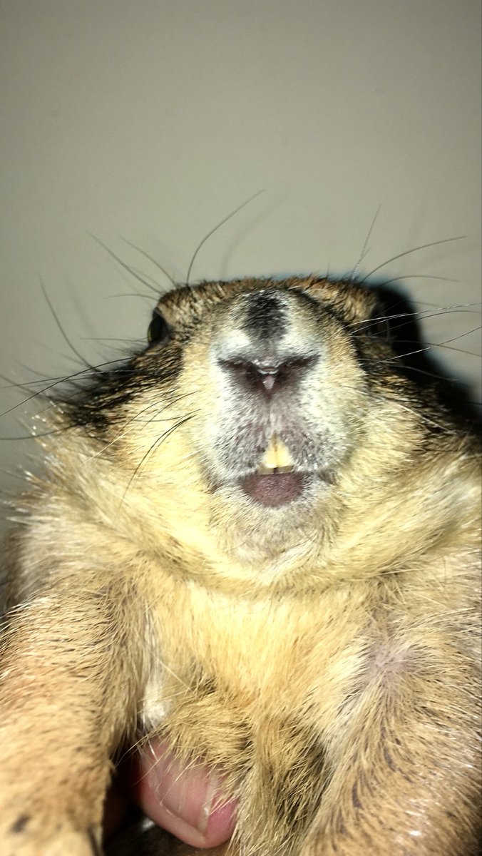 FREE_WITCH tweet media