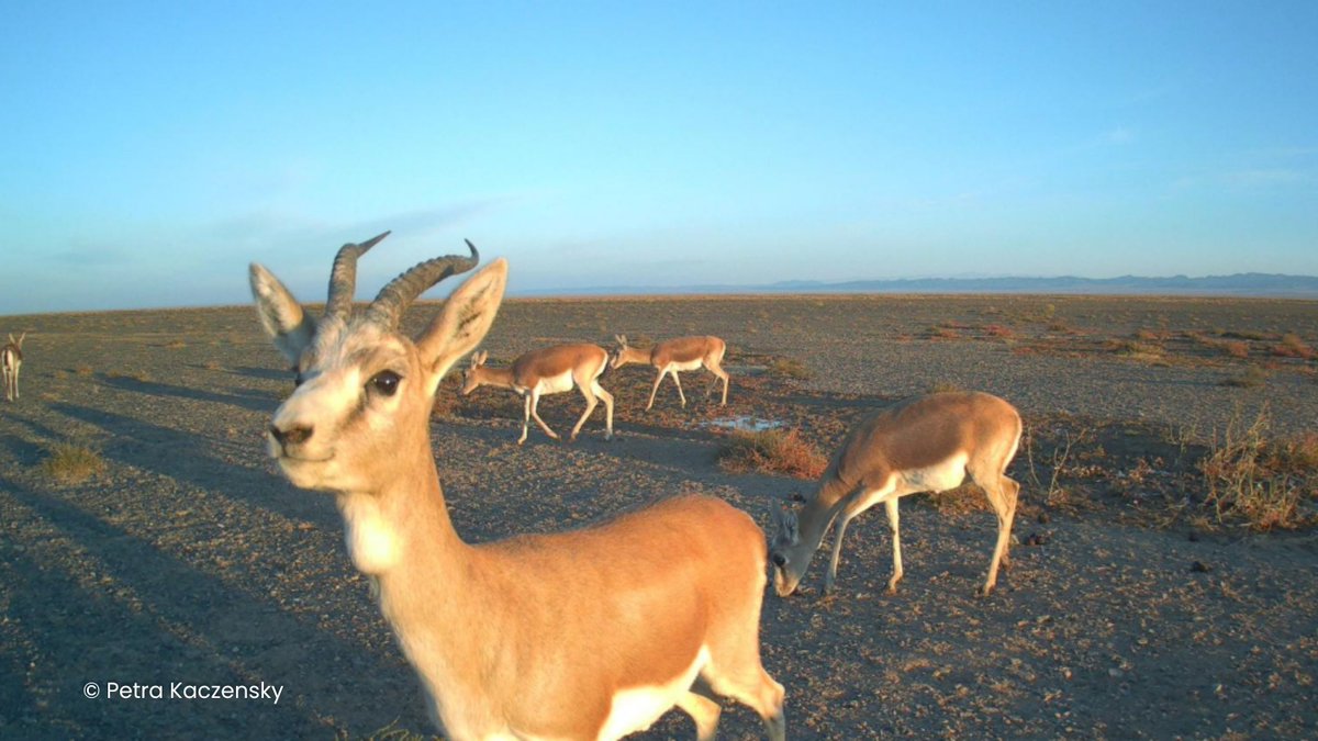 Solaris Trail Cameras tweet media