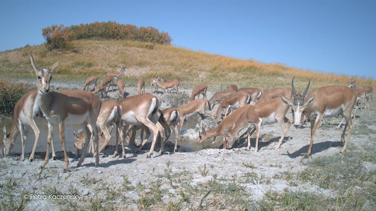 Solaris Trail Cameras tweet media