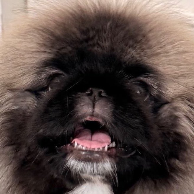 ฮันเซาล์ tweet media