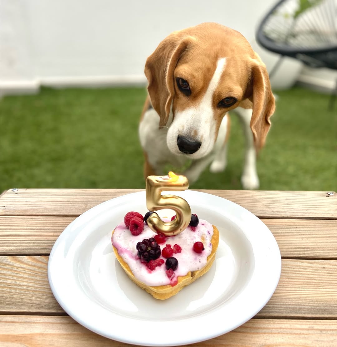 beagle_addict's tweet image. And just like that, almost a year later… 🤎

Saturday was my birthday, I turned 5, and we wanted to share the photo here too ☺️
•⁣⁣⁣⁣⁣⁣
📸 @eda_beagle 
#beagle