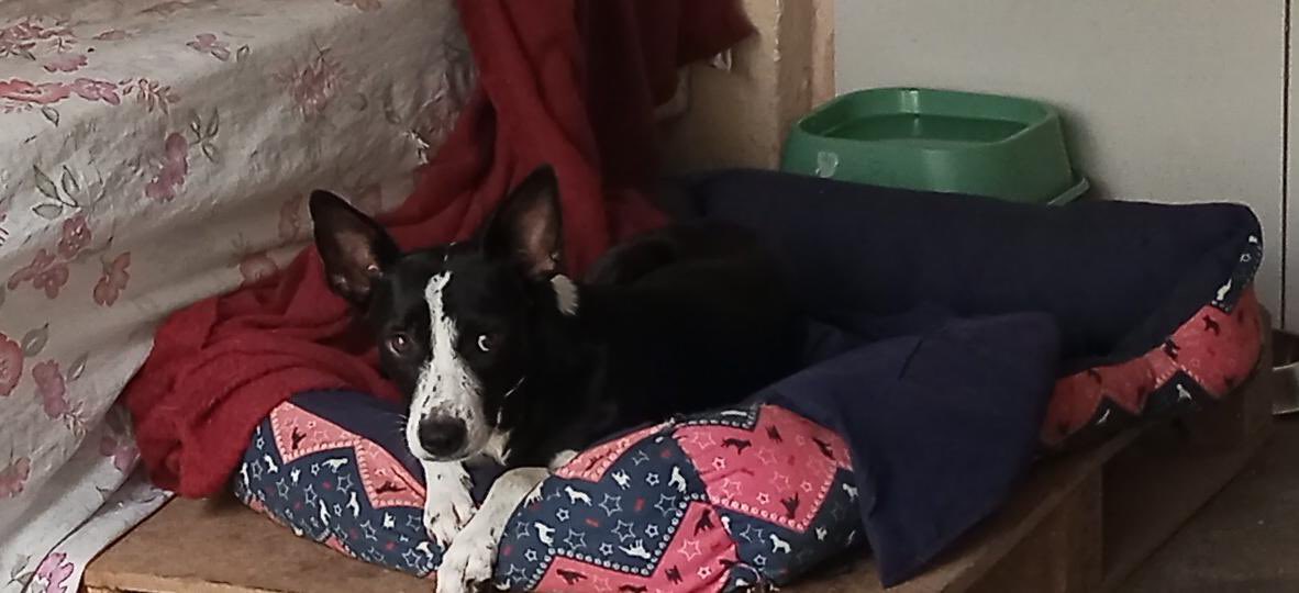 faladeira tweet media