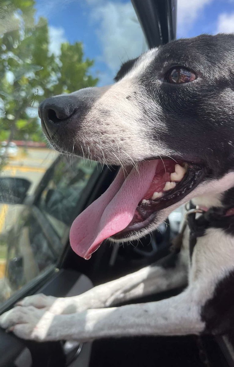 faladeira tweet media