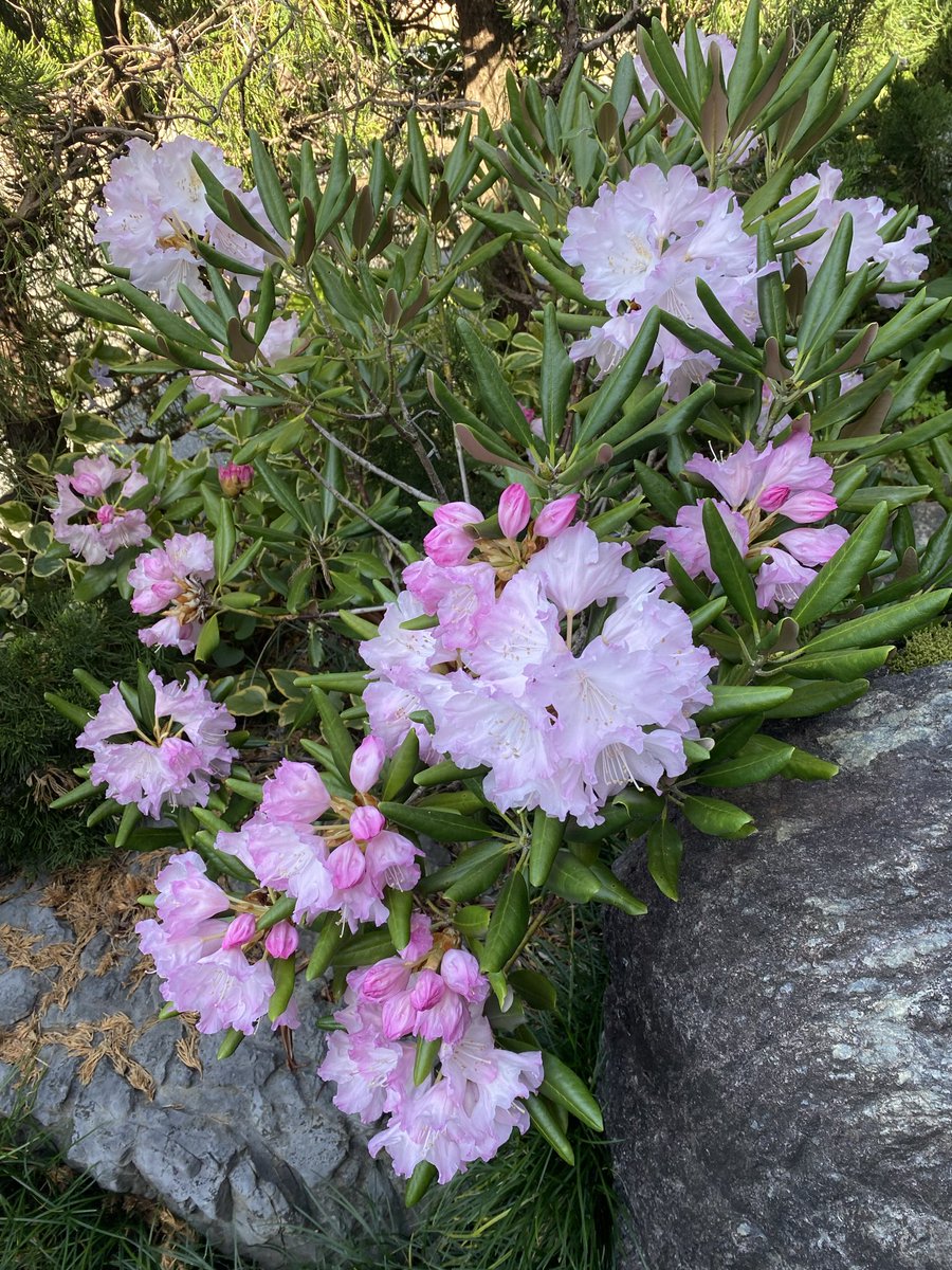 きいつ tweet media