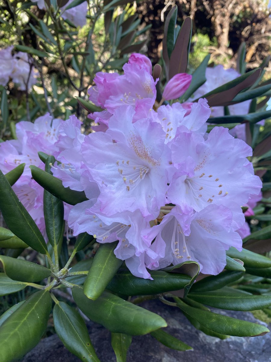 きいつ tweet media