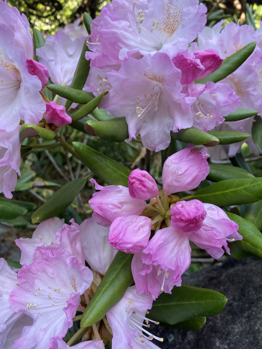 きいつ tweet media