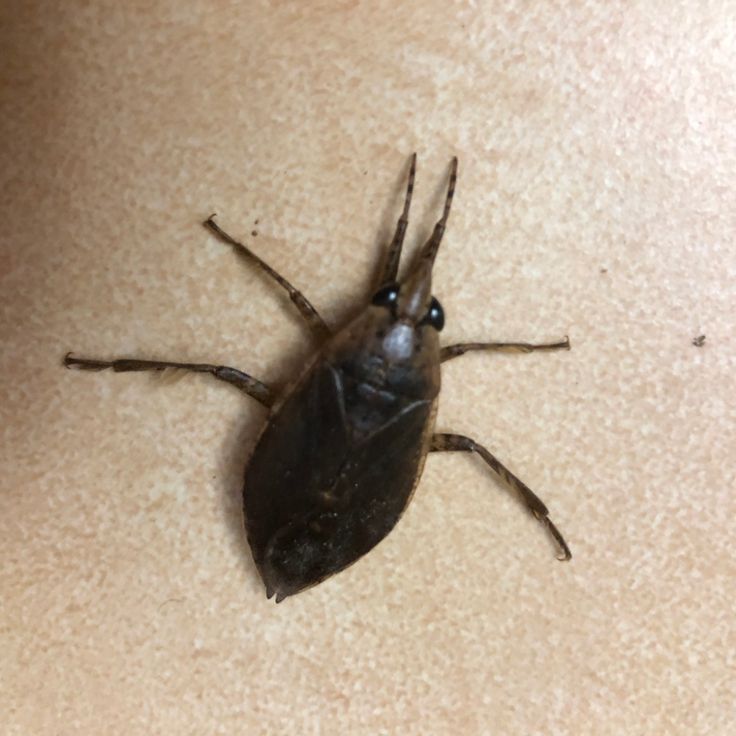 🪲🐛D1L3MM4D4NG3R🐛🪲 tweet media