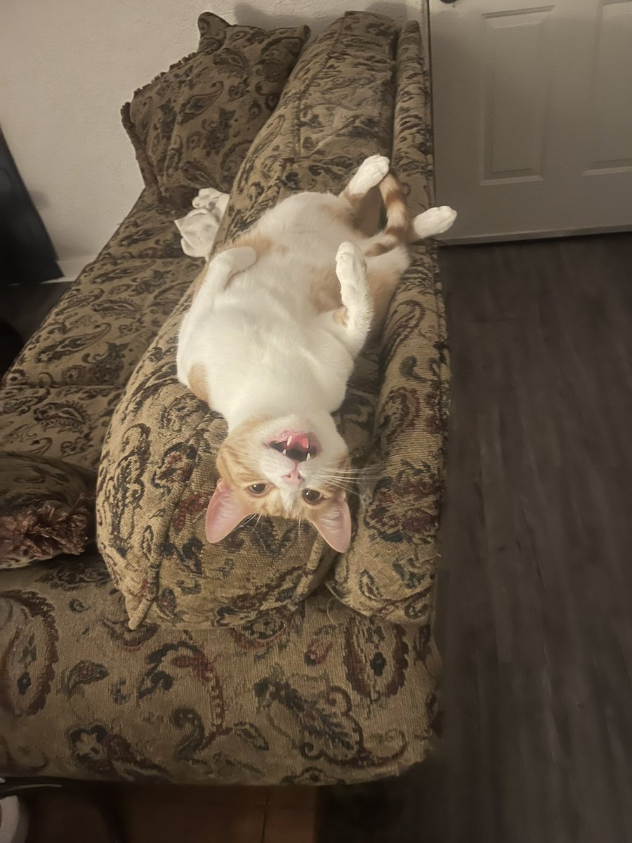 The Fruit Basket Cats tweet media