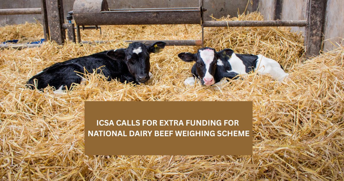 ICSAIreland's tweet photo. ICSA CALLS FOR EXTRA FUNDING FOR NATIONAL DAIRY BEEF WEIGHING SCHEME https://t.co/LVpR6p6nsh https://t.co/XrbeOr8BNY