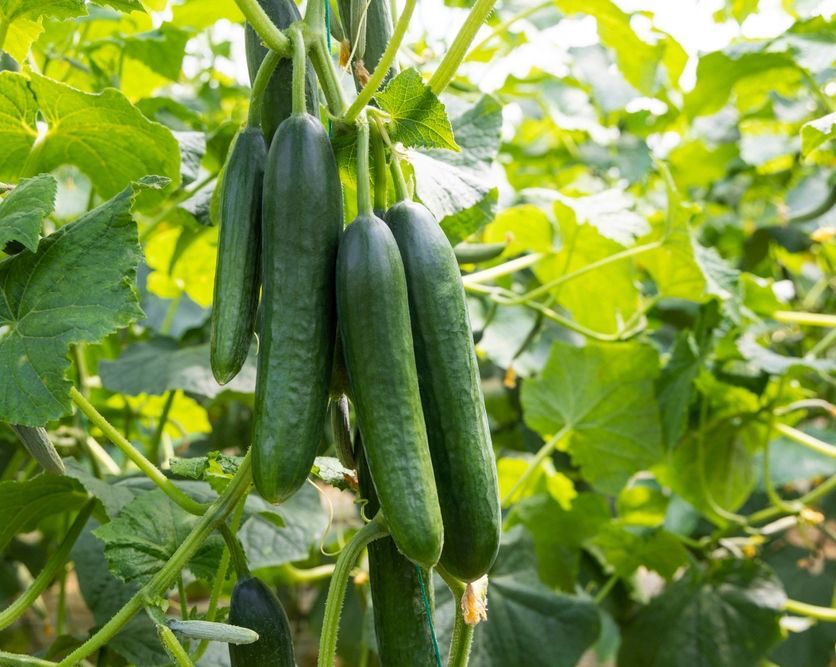 We4Climate tweet media