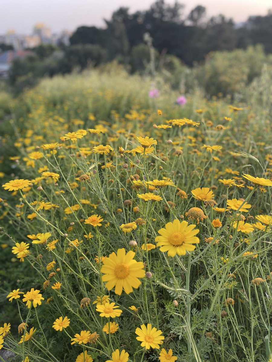 Binyamin Davidson tweet media