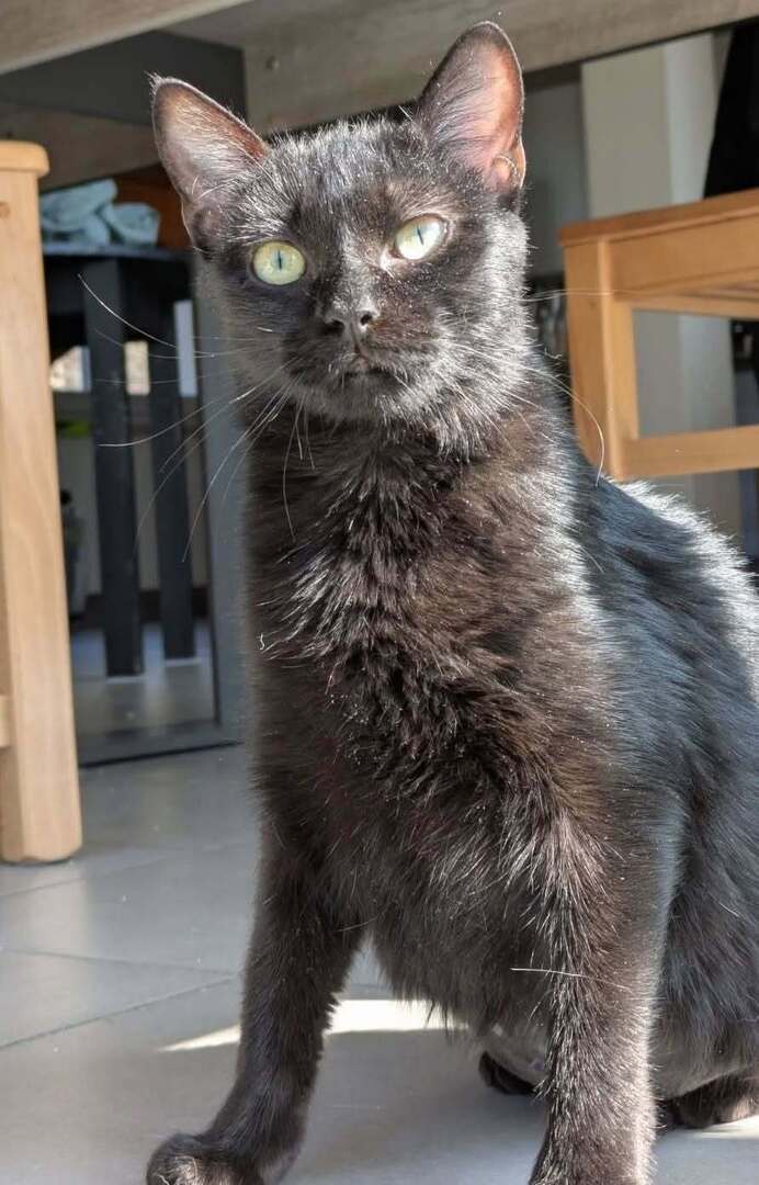 vigipets's tweet image. 🟠 🐱 Chat perdu le 14/04/2026 à Job (63990).
Race : Européen / Âge : 8 mois
Kimchi / Femelle / Identifié(e) : Oui

☎️ 0662800604
📧 yn.bernard@gmail.com

#chatperdu #chattrouve #chat #perdu #trouve