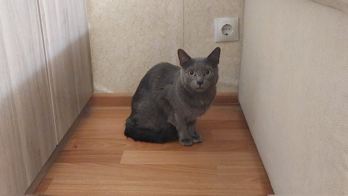 gui11otinee's tweet photo. Эту булку выкинули на улицу зимой в мороз -20 и люди, что подобрали, не смогли у себя на передержке долго оставить,  так что я забрал себе (как сказали ветеренары, ему около 5 лет было на тот момент)
По итогу из запуганного кота, который боится людей, вырос тактильный котик🥰 https://t.co/RHs7xAPdKe
