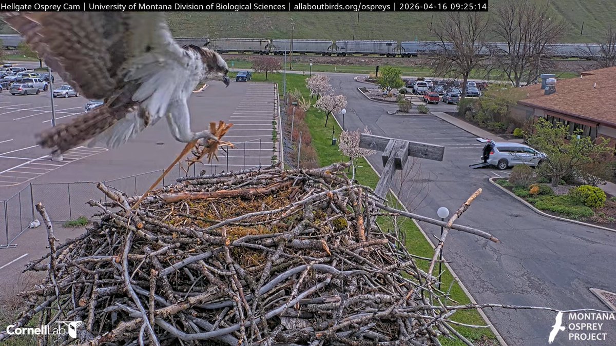Hellgate Osprey tweet media
