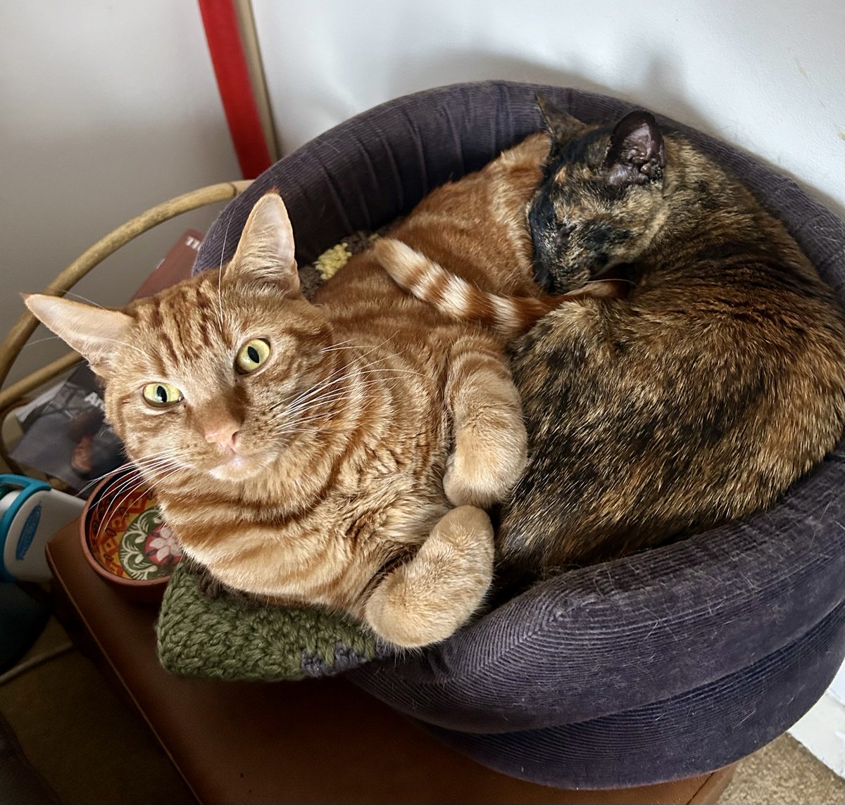 D.V. Catt tweet media