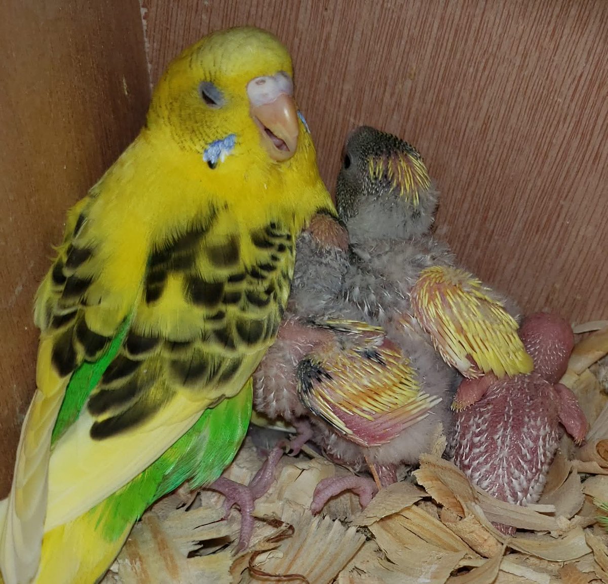 AmandaPlayzAdoptMe / AdultGamer Grandma of 8 tweet media