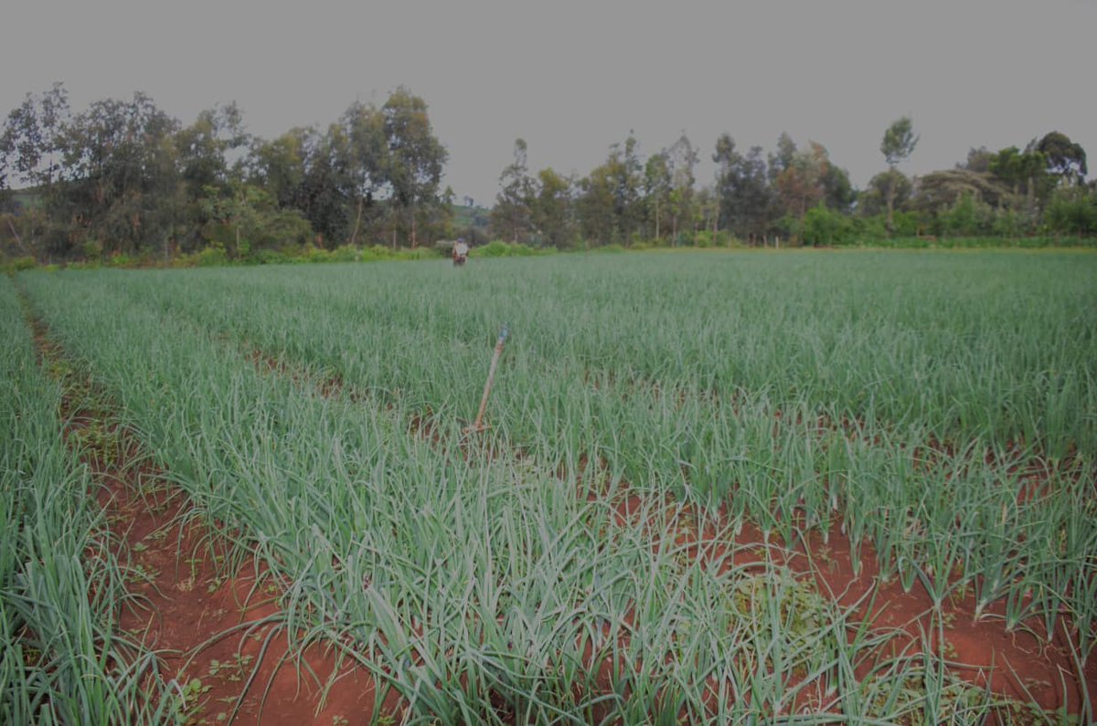 Irrigation_Auth's tweet photo. Since its commissioning by H.E the President in April 2023, the project has put 2,000 acres under irrigation and is currently serving approximately 3,700 farmers. https://t.co/Gkc4NBLy8s