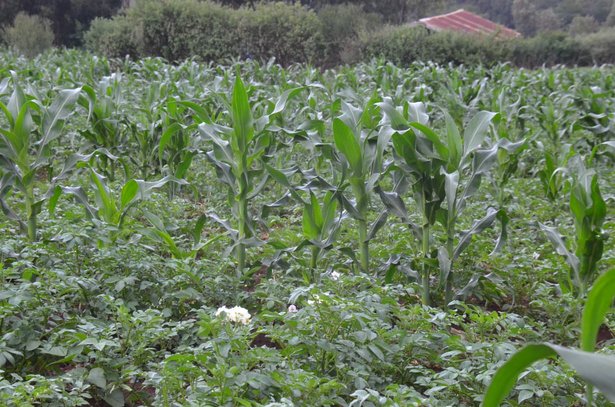Irrigation_Auth's tweet photo. Since its commissioning by H.E the President in April 2023, the project has put 2,000 acres under irrigation and is currently serving approximately 3,700 farmers. https://t.co/Gkc4NBLy8s