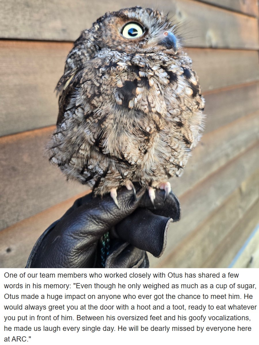 Alaska Raptor Center tweet media