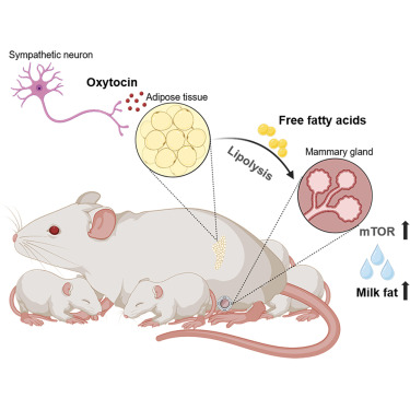 Cell Metabolism tweet media