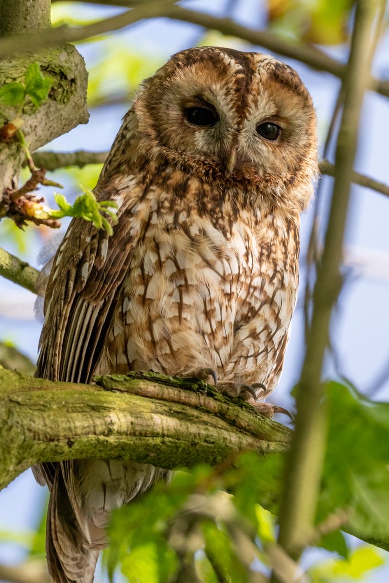 Allan_Forsyth's tweet photo. Tawnie Owl today on Teesside

@teesbirds1
@teeswildlife
@DurhamBirdClub
@nybirdnews
@NTBirdClub
@Natures_Voice
@NatureUK
@WildlifeMag
@BBCSpringwatch
@RSPBEngland
@UKNikon
#tawnieowl
#owl https://t.co/JRR7Xs7RLN