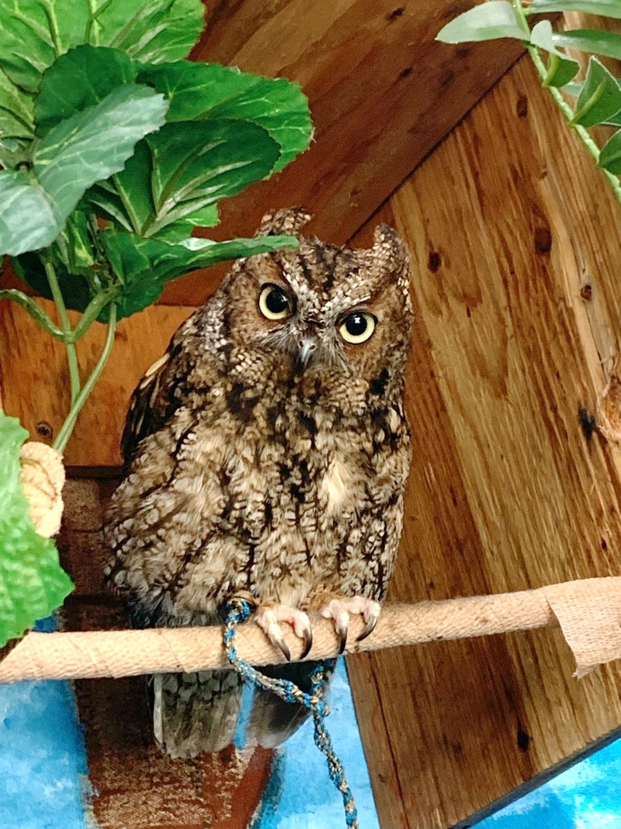 Alaska Raptor Center tweet media