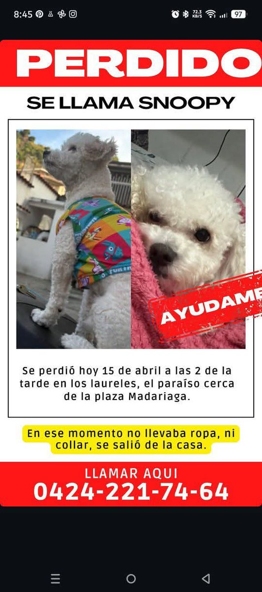 PerroUsuario Wof '•' tweet media