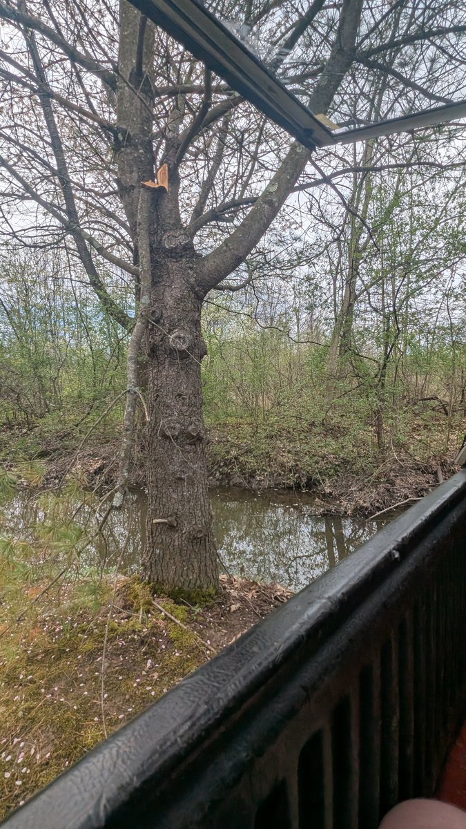 Local Moron tweet media