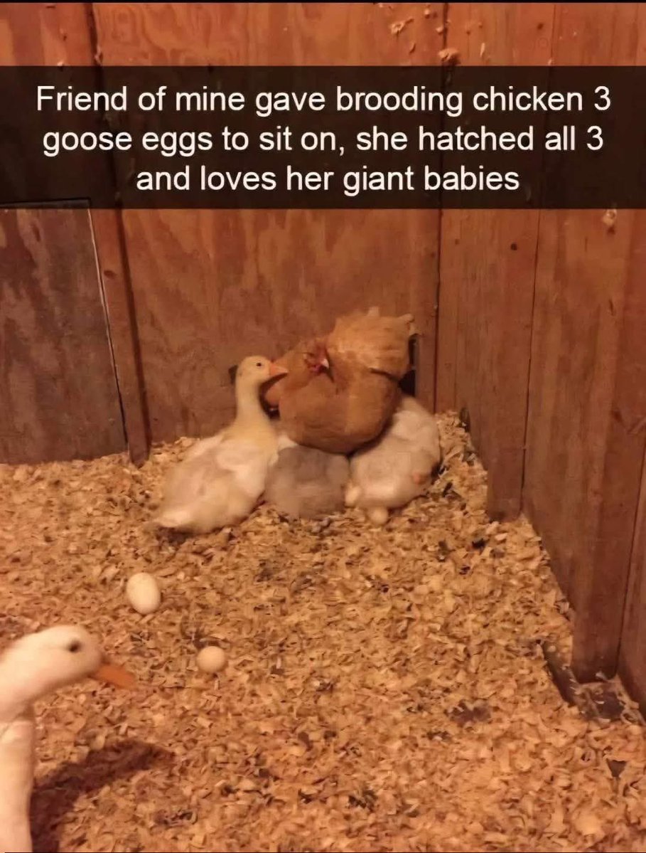 money chicken tweet media