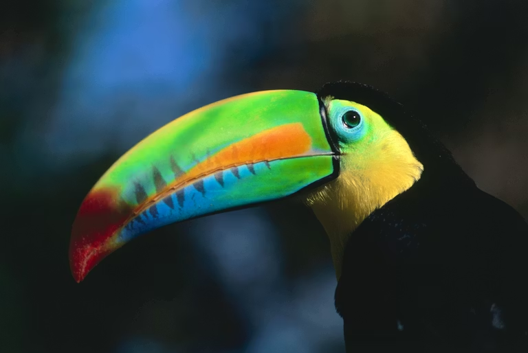 Oxford Ornithological Society tweet media