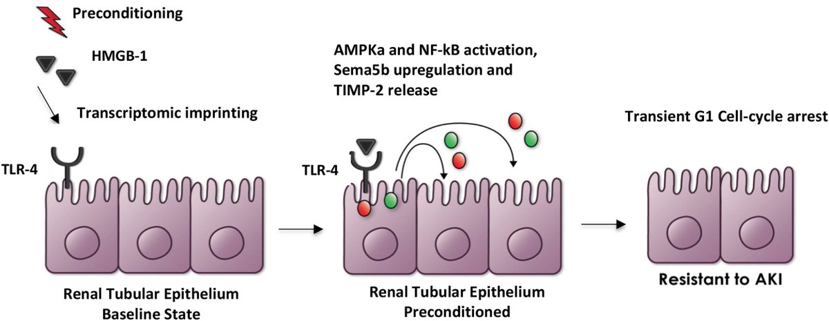 AJKDonline's tweet photo. Remote Ischemic Preconditioning: Is This Star Still Rising?

https://t.co/yHotMYpbo2 (FREE)

@kellumja @DanaFuhrman4 https://t.co/Yx84rDfreM