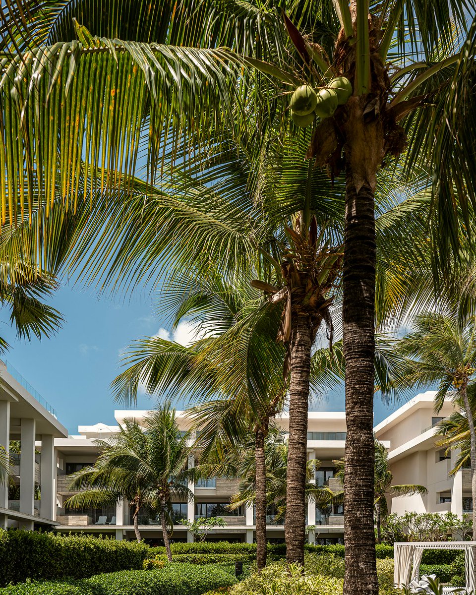 FSRAnguilla's tweet image. A paradise framed by palms and endless tranquility. This is the calm of #FSAnguilla.

#DiscoverAnguilla #FourSeasons #FSStayForTheHeart