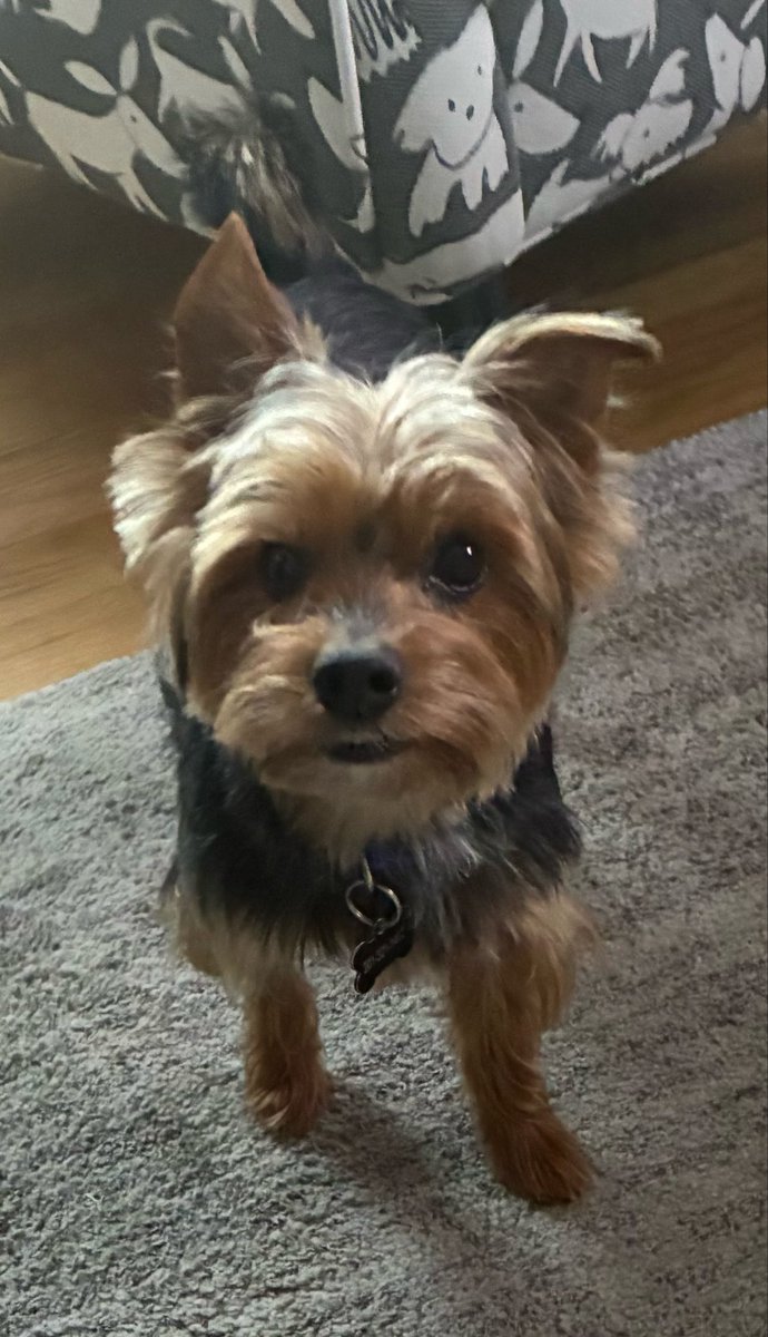 dstamberg's tweet photo. @jaketapper @CityDogsRescue Here is our second rescue: Little Steven.  He was in a shelter for one month and is virtually blind in one eye.  Not sure if he was lost or abandoned. But when we had to put our first rescue down, we immediately knew we were rescuing another! https://t.co/ke78qjwuNp