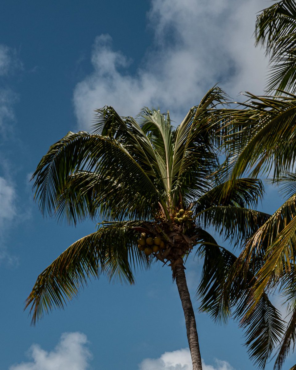 FSRAnguilla's tweet image. A paradise framed by palms and endless tranquility. This is the calm of #FSAnguilla.

#DiscoverAnguilla #FourSeasons #FSStayForTheHeart