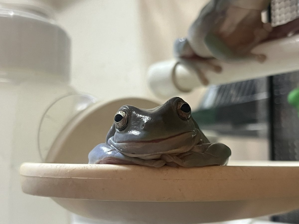 せせりーん超絶怒濤平安貴族墾田永年私財法閻魔蟋蟀薄羽蜉蝣膃肭臍襟巻蜥蜴背黄青鸚哥 tweet media