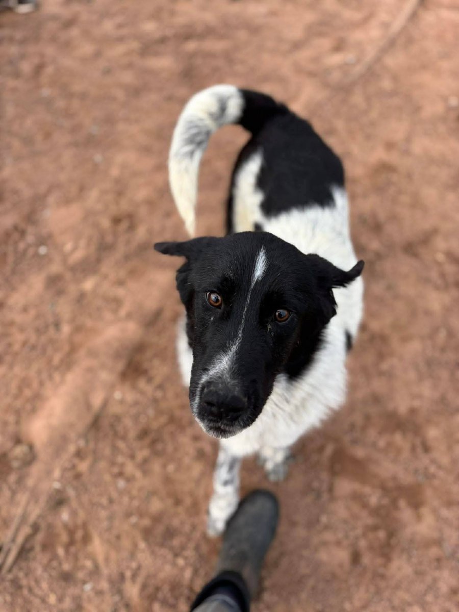 Pawprints2F's tweet photo. Rex 💙
9 months old
Cheshire kennels

Rex already loves you and he hasn’t met you yet.  He adores people!💙
He’s such a chill dog too! Very gentle and playful 🥰
Rex loves other dogs and can also live with cats and kids 12+🐕🐈👧

Apply: https://t.co/UKATK6O6W4 https://t.co/lZBptnVmqo