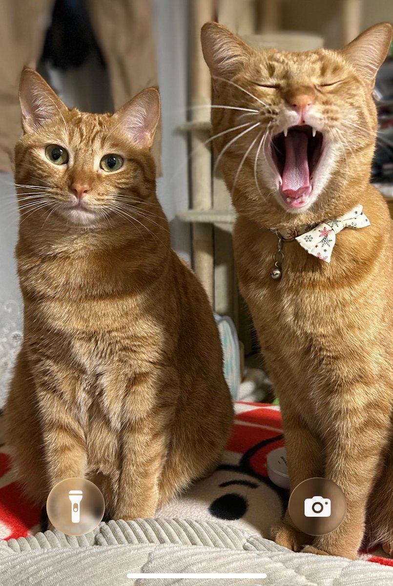 官兵衛@壁を取っ払うのが大好きな党支持 tweet media