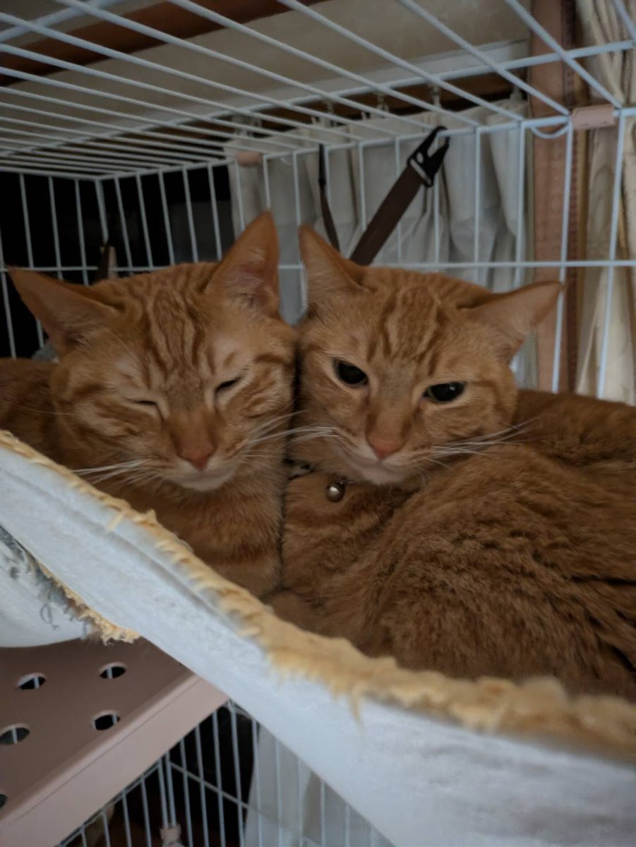 官兵衛@壁を取っ払うのが大好きな党支持 tweet media