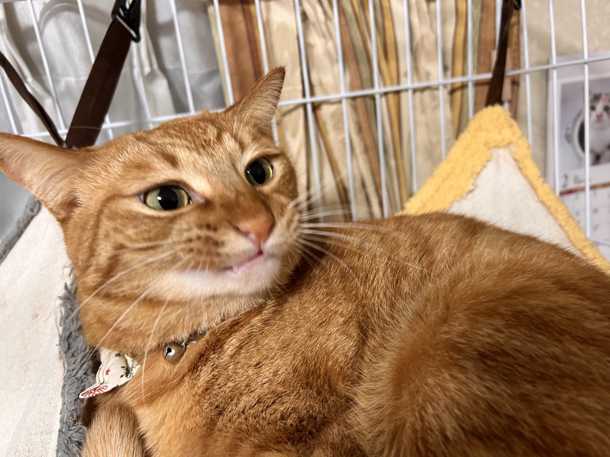 官兵衛@壁を取っ払うのが大好きな党支持 tweet media