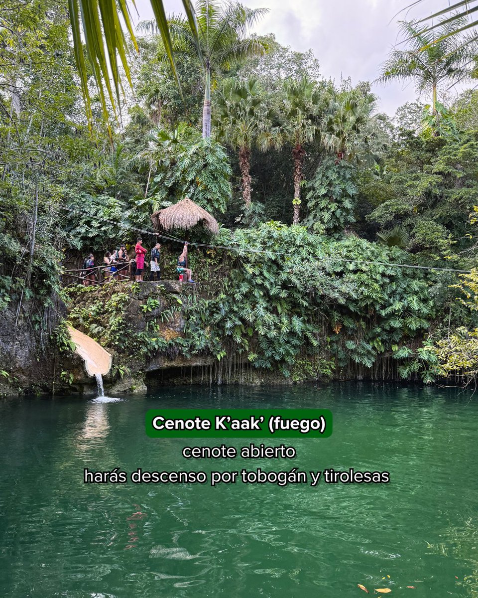 Xenotes's tweet photo. 🌿 Es momento de sumergirte en la energía de cuatro cenotes, nadar en su misticismo y disfrutar de cada actividad en compañía de la naturaleza. 🙌🏻💦 ¿Listo para vivir #TourXenotes? ✨ https://t.co/ybkyHUDasy