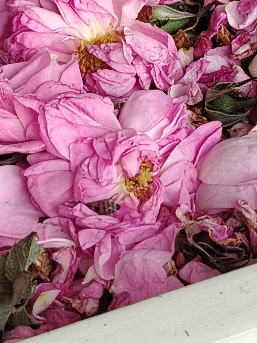 رُميساء. tweet media