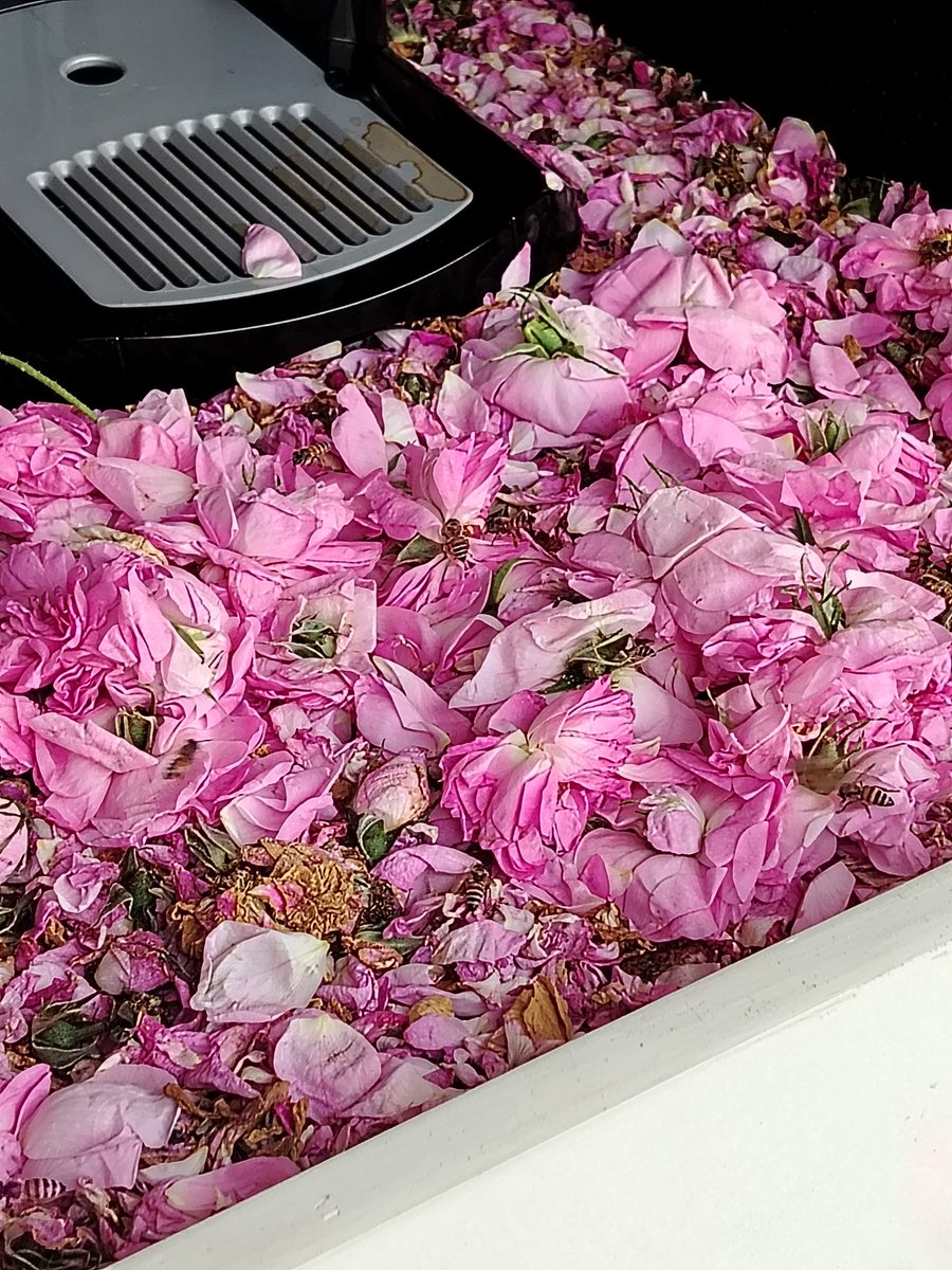 رُميساء. tweet media