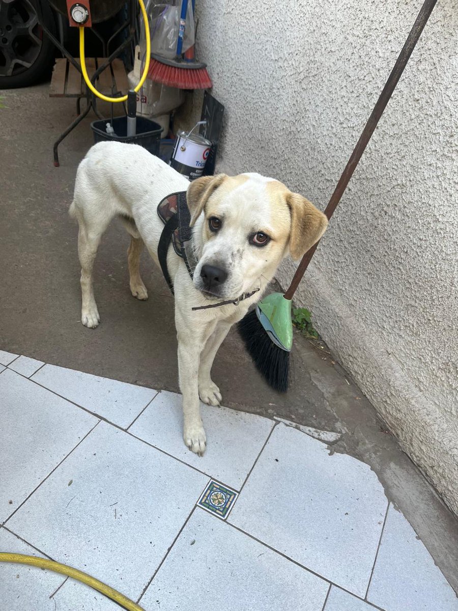 Fundacion_CIMA's tweet photo. #Ayuda urgente. Nos avisan que este perrito está muy asustado y desorientado en calle Llico con Chiloé (comuna de San Miguel)
Ayudemos a #Difundir x favor🙏🙏🙏🙏🙏 ojalá aparezca su familia 🥺 https://t.co/43hlbKokTe