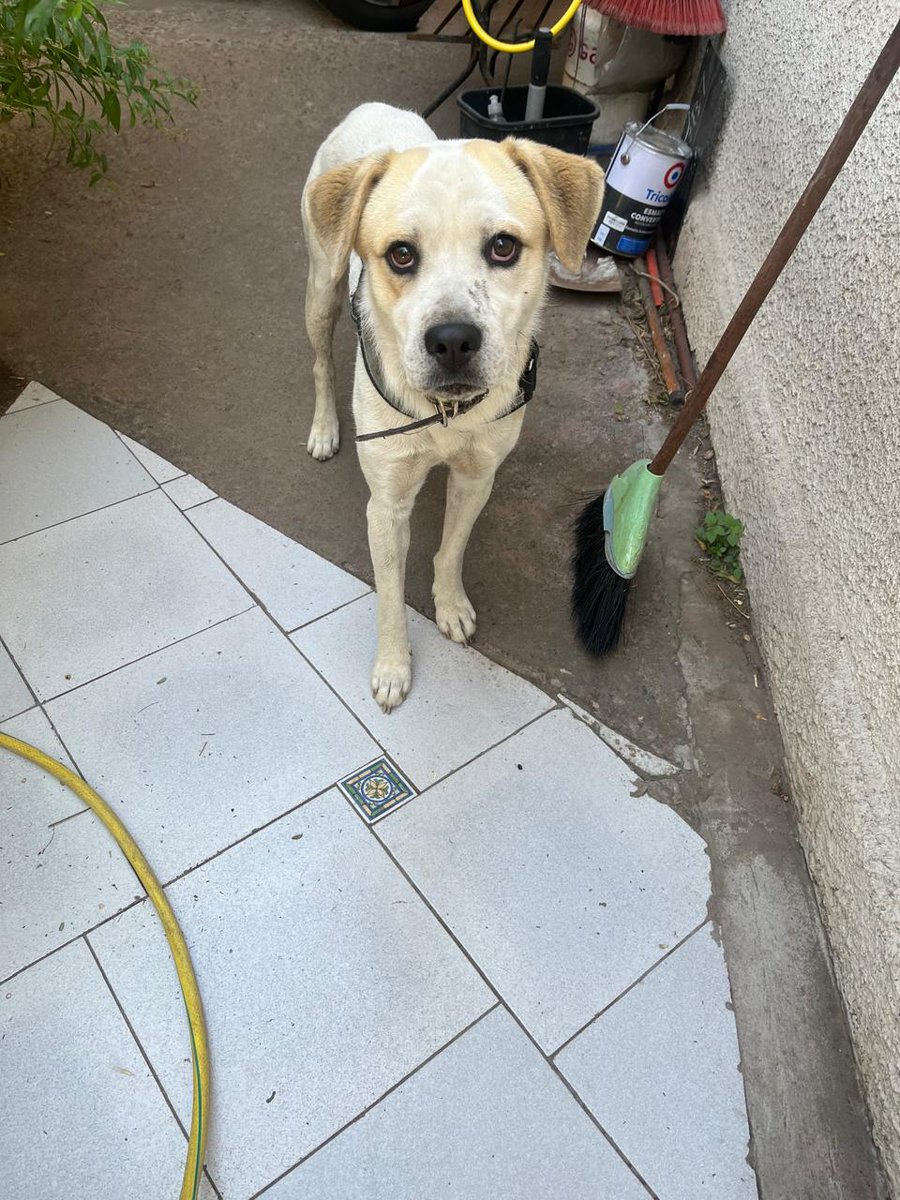 #Ayuda urgente. Nos avisan que este perrito está muy asustado y desorientado en calle Llico con Chiloé (comuna de San Miguel)
Ayudemos a #Difundir x favor🙏🙏🙏🙏🙏 ojalá aparezca su familia 🥺