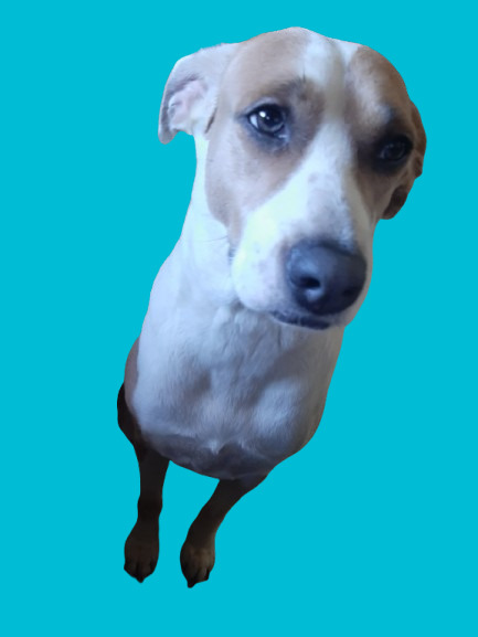 SGM Gisela,soberana del Reino del Nuevo Santander tweet media