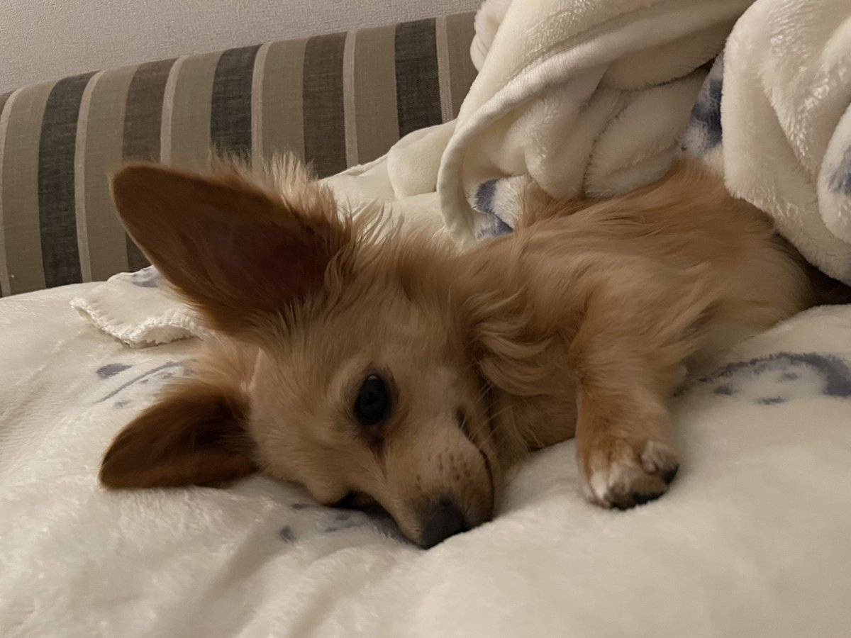 こめまる🌾🍚🐭 tweet media