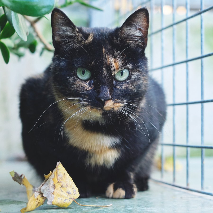 protemataro tweet media