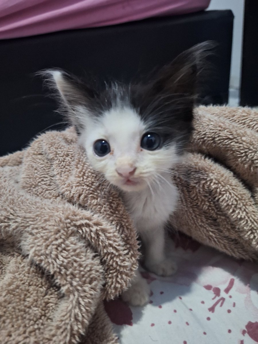 luvas nayun tweet media